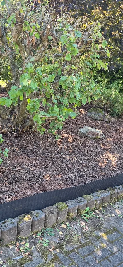 Neu gemulchtes Beet mit gesetzter Rasenkante entlang einer Pflastereinfahrt
